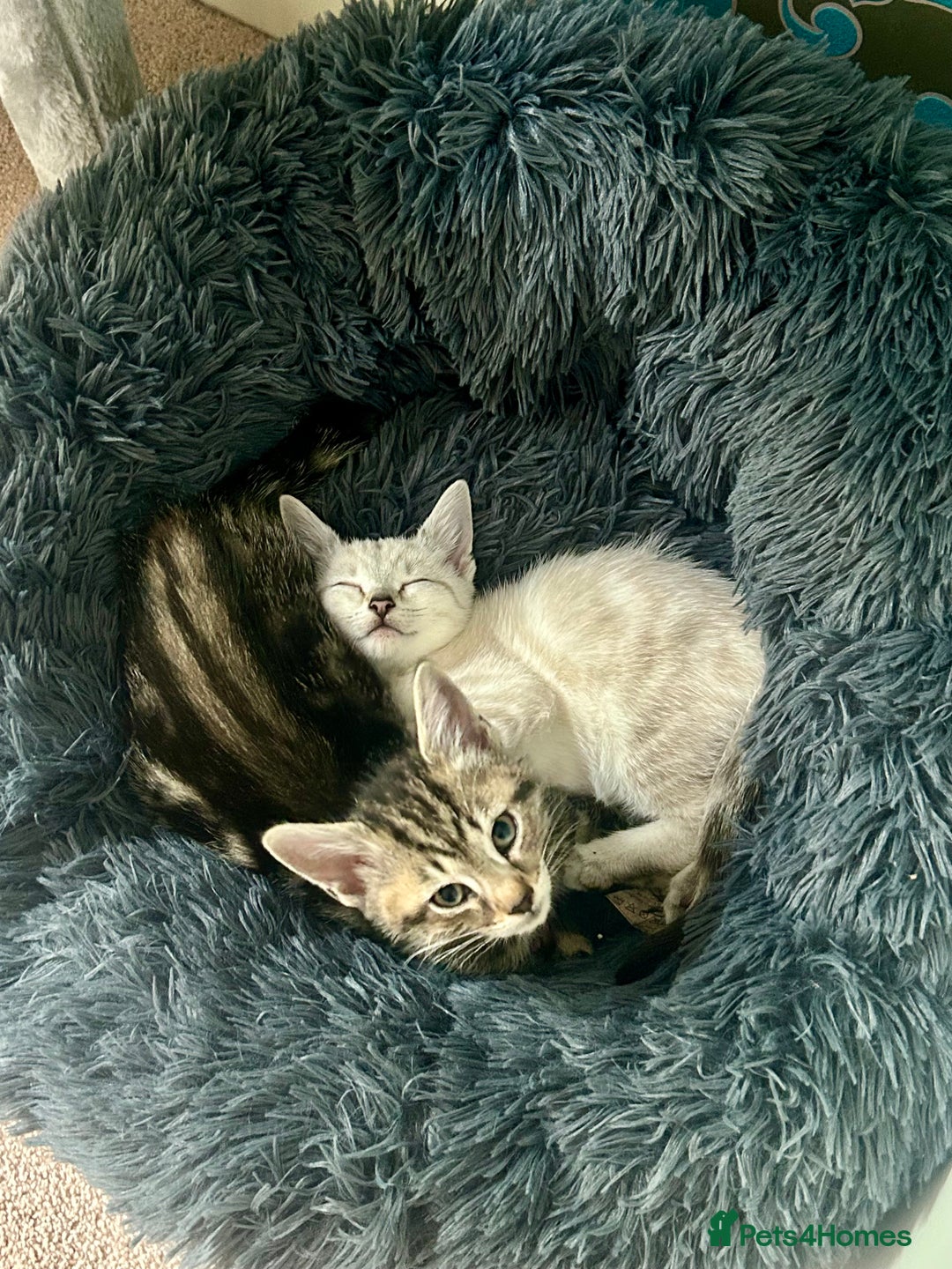 British Shorthair cats for sale: Luna and Tigger for sale  - Image 2