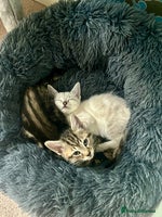 British Shorthair cats - Advert 12