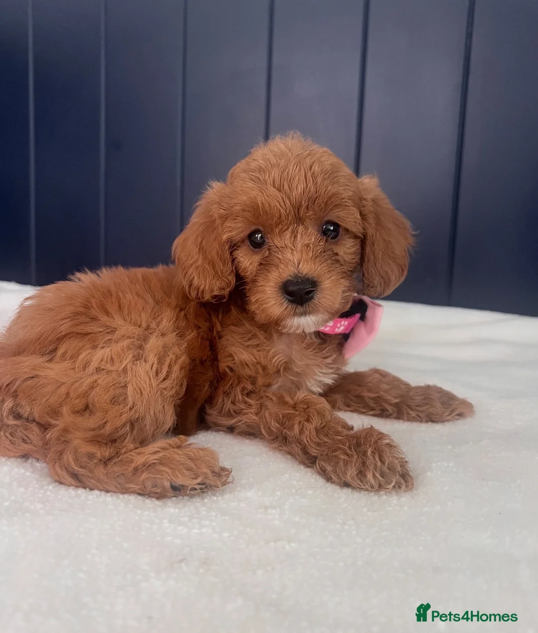 Cavapoo dogs for sale: Absolutely outstanding tiny cavapoo puppy  - Advert 2