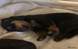 Rottweiler dogs for sale: Big beautiful Rottweiler puppies KC - Image 6