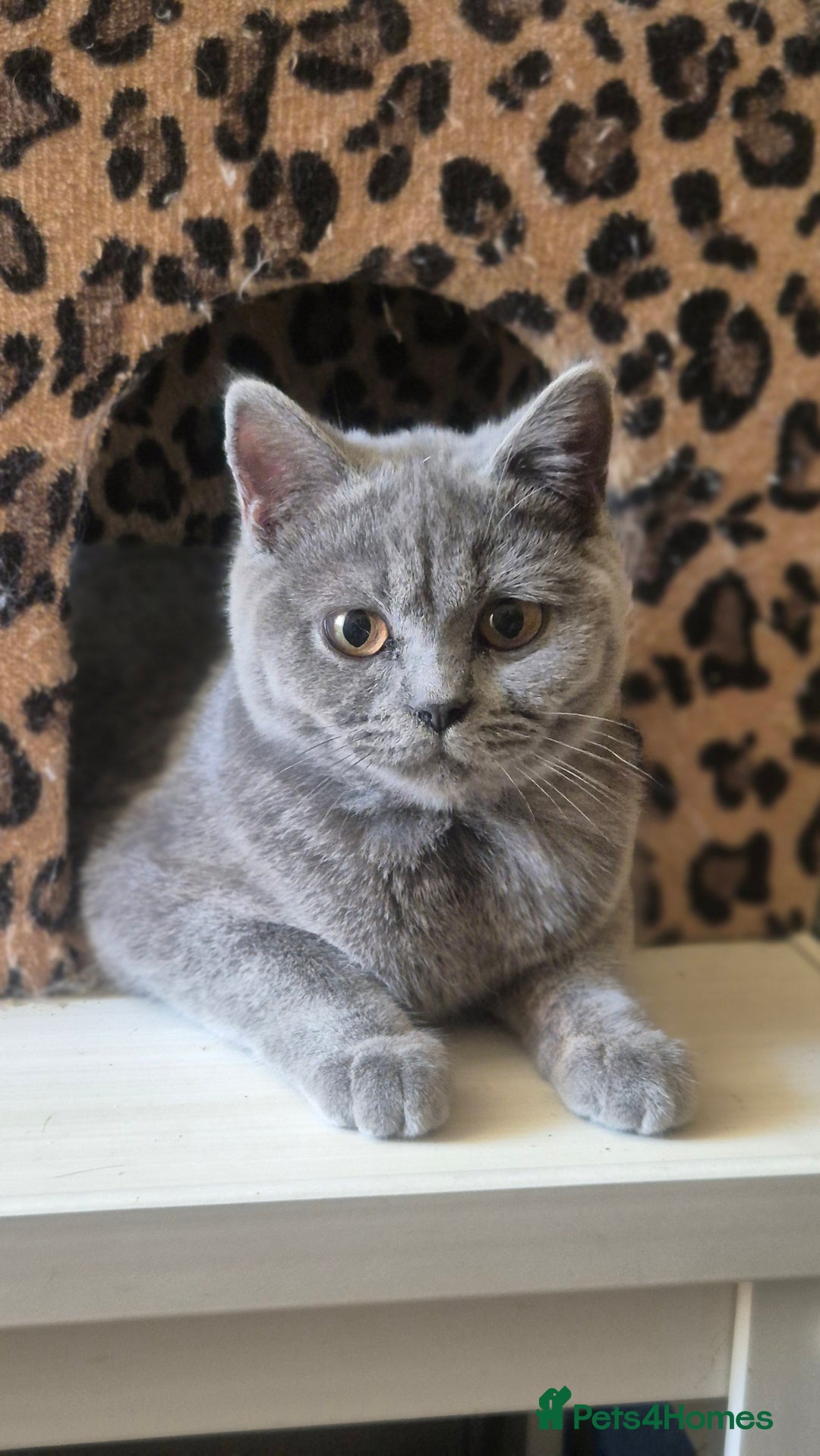 British Shorthair cats for sale:  British Blue Cat Looking for a Loving Home - Image 1