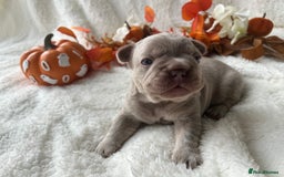French Bulldog dogs for sale: Frenchie pups KC Registered  - Image 17