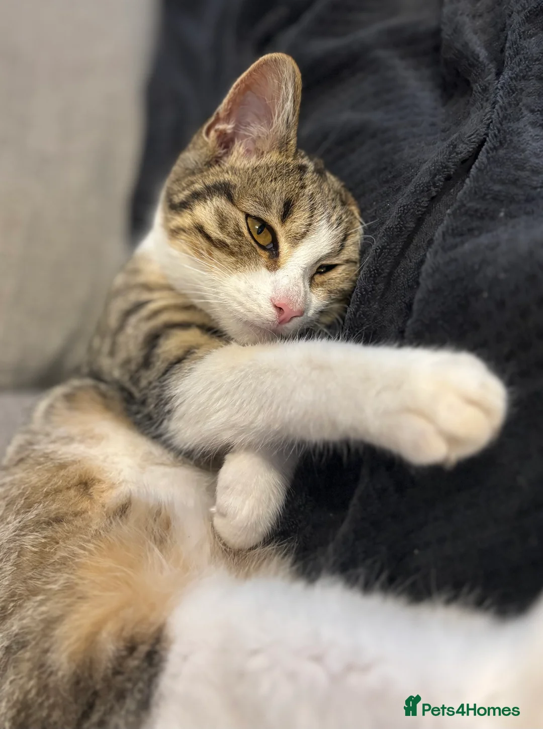 Mixed Breed cats for sale: Smithy🩵 - Advert 2