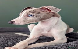 Whippet dogs for sale: Beautiful whippet with a hint of merle! - Image 6