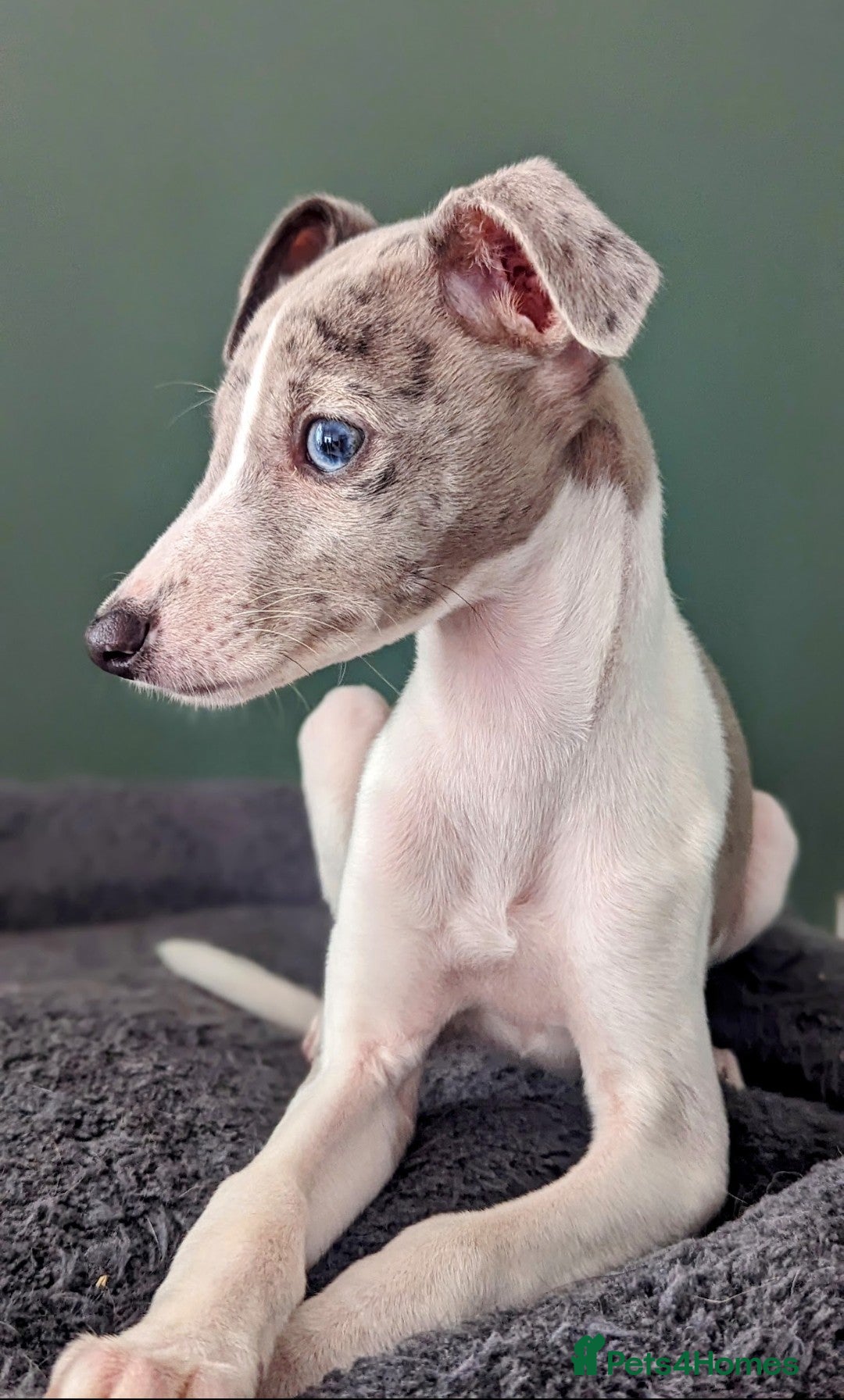 Whippet dogs for sale: Beautiful whippet with a hint of merle! - Image 6