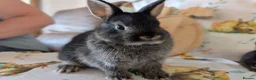 Netherland Dwarf rabbits for sale: Netherland dwarf rabbits - Advert 12