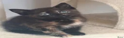 Mixed Breed cats for sale: 3 beautiful purebred tortoiseshell kittens  - Advert 5