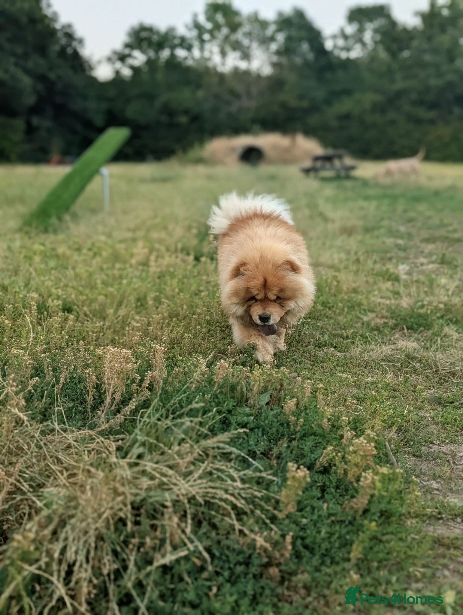 Chow Chow dogs Chow chow  - Advert 1