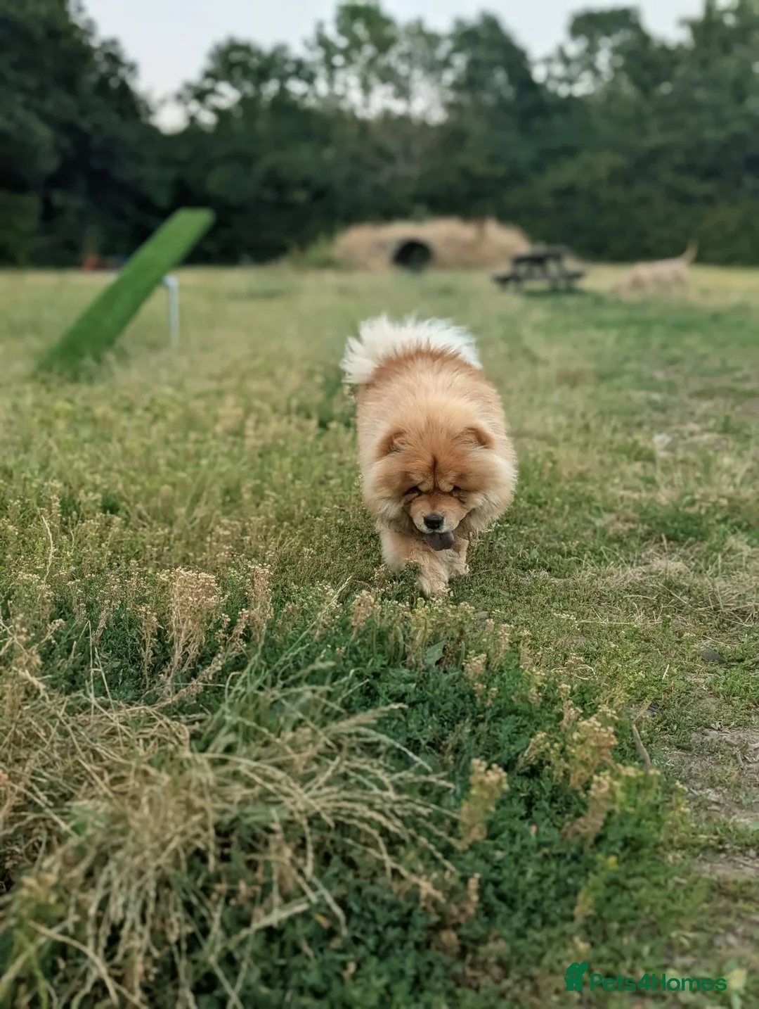 Chow Chow dogs for sale: Chow chow  - Advert 1