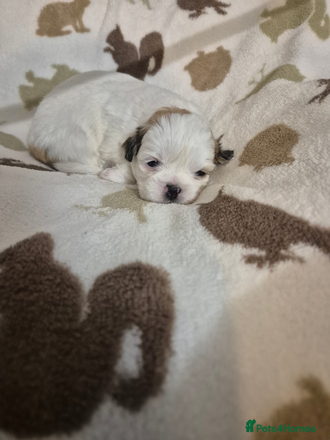 Shih Tzu dogs for sale: Beautiful Shih-tzu's - Image 11