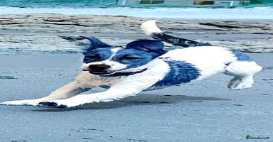 Mixed Breed dogs - Advert 13