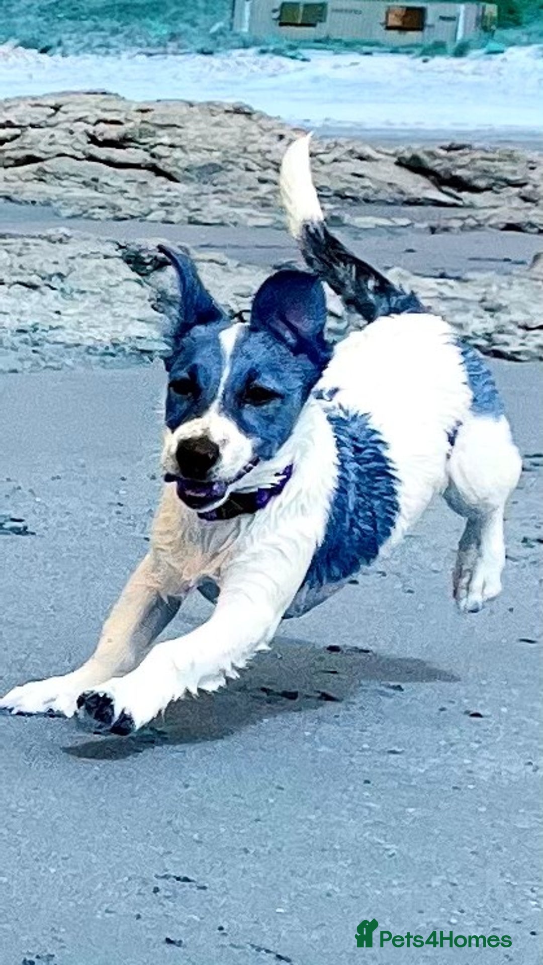 Mixed Breed dogs for sale: Border Jack Cross - Image 2