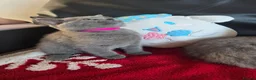 British Shorthair cats for sale: Beautiful British Shorthair kittens - Advert 15