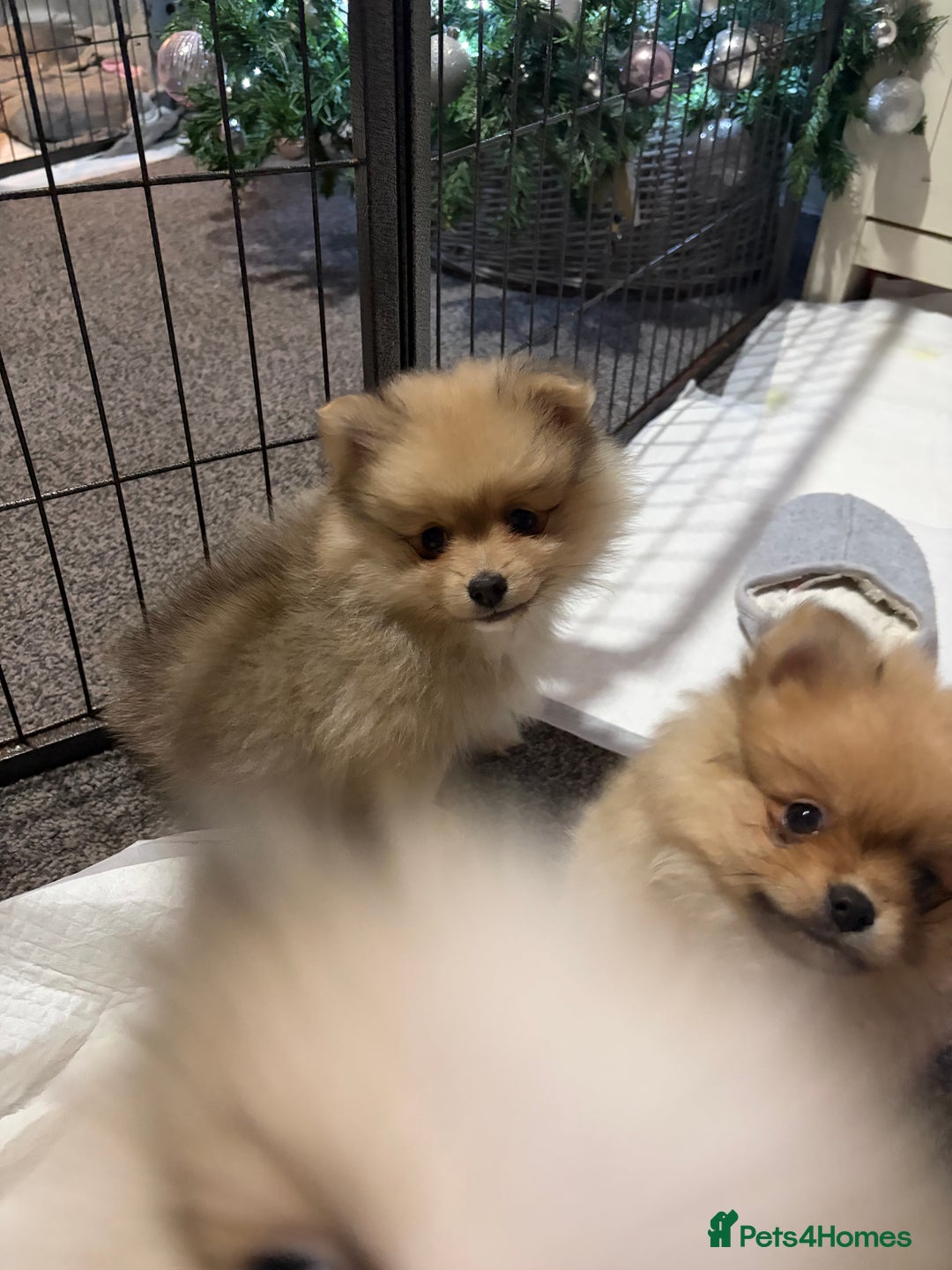 Pomeranian dogs for sale: Beautiful litter of Pomeranians (READY NOW)  - Advert 5