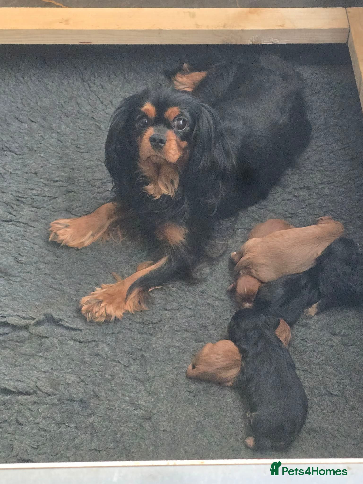 Cavalier King Charles Spaniel dogs Cavalier puppy’s for sale  - Advert 5