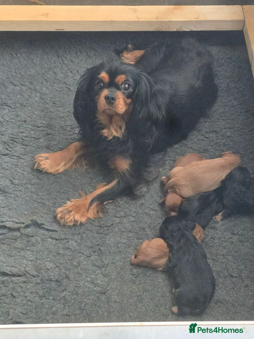 Cavalier King Charles Spaniel dogs for sale: Cavalier puppy’s for sale  - Advert 1