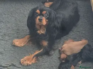 Cavalier King Charles Spaniel dogs Cavalier puppy’s for sale - Advert 1