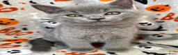 British Shorthair cats for sale: British Shorthairs - Advert 24