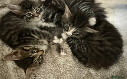 Mixed Breed cats for sale: 3 kittens looking for a new home  - Image 1