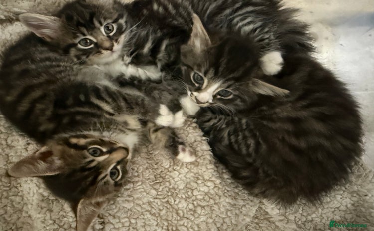 Mixed Breed cats - Advert 1
