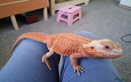 Bearded Dragon reptiles for sale: Bearded dragon plus vivarium  - Image 11