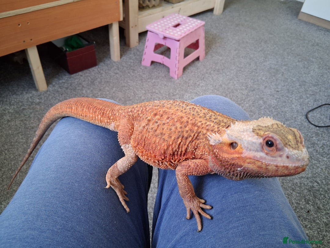 Bearded Dragon reptiles for sale: Bearded dragon plus vivarium  - Image 11