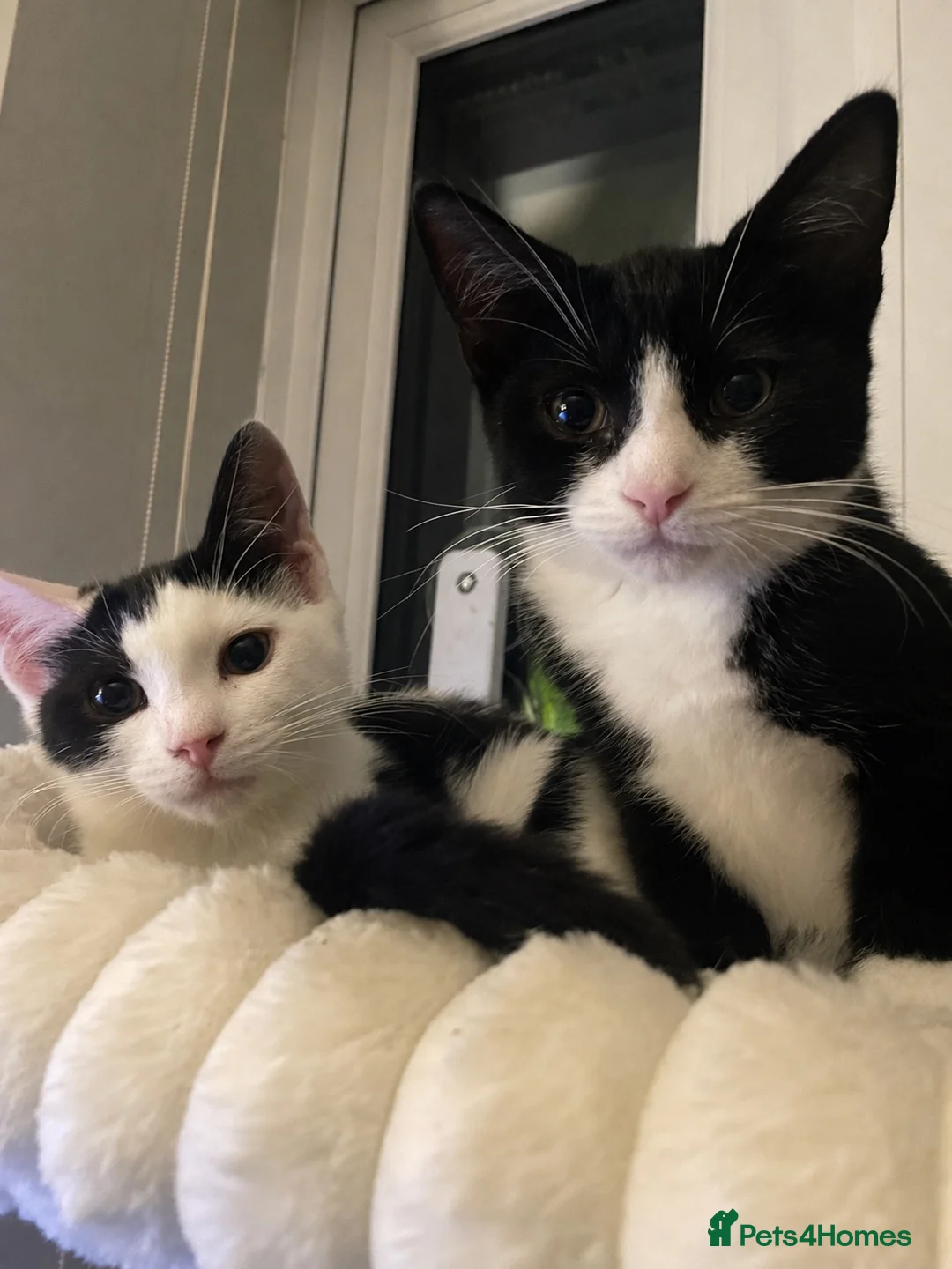 Mixed Breed cats for sale: Siamese snowshoe mixed kittens  - Advert 2