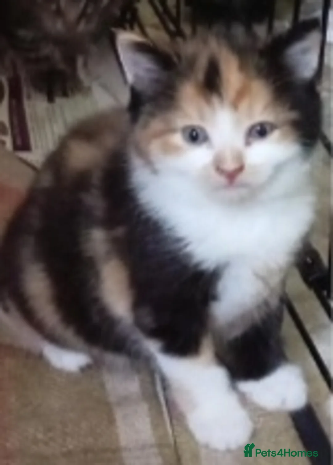 Mixed Breed cats for sale: 2 beautiful female kittens  - Advert 2