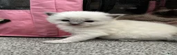 Ragdoll cats for sale: Pure blue point ragdolls  - Advert 38
