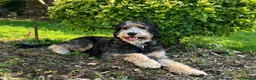 Bernedoodle dogs for sale: Meet Atlas  in Ferryside - Advert 10