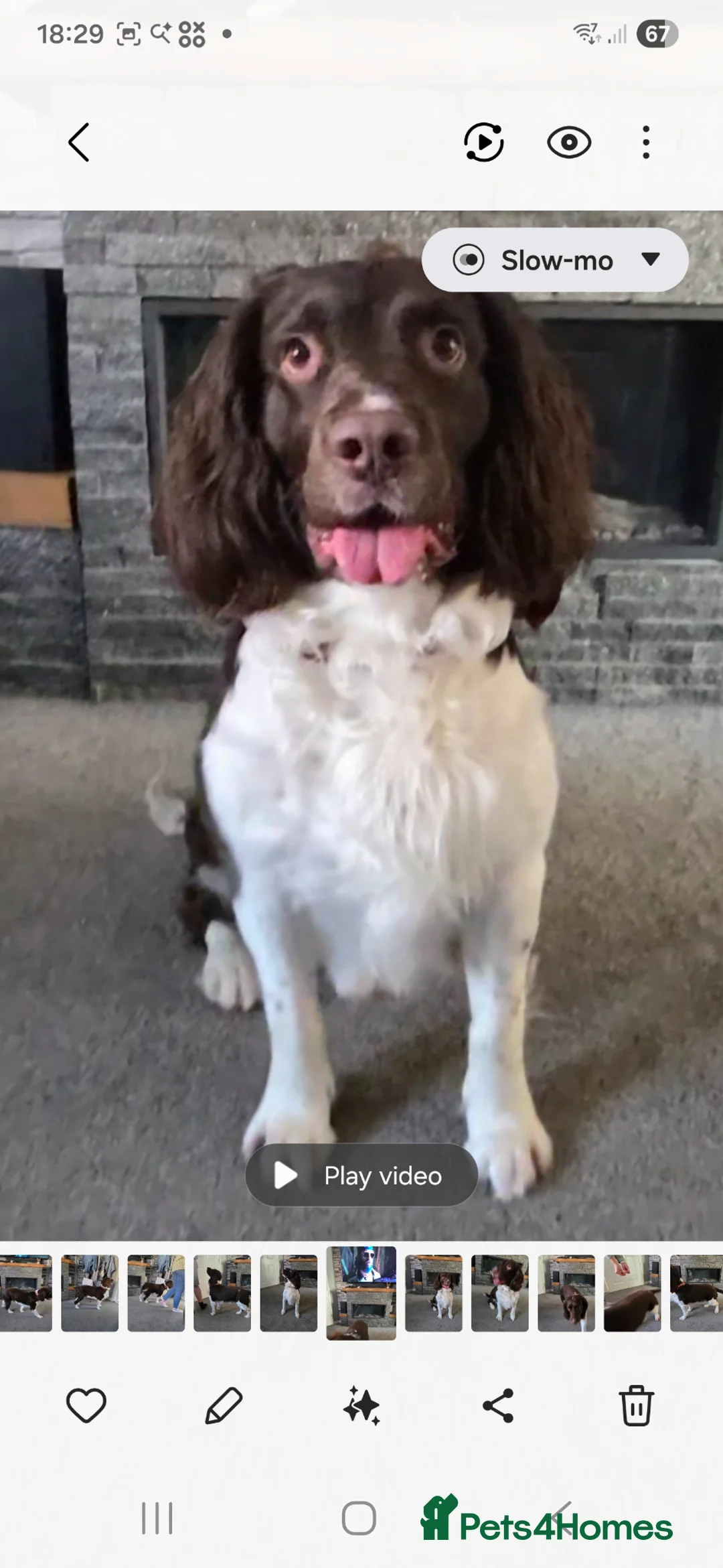 English Springer Spaniel dogs for stud: Enhanced pedigree English Springer Spaniel  in Sittingbourne - Advert 2