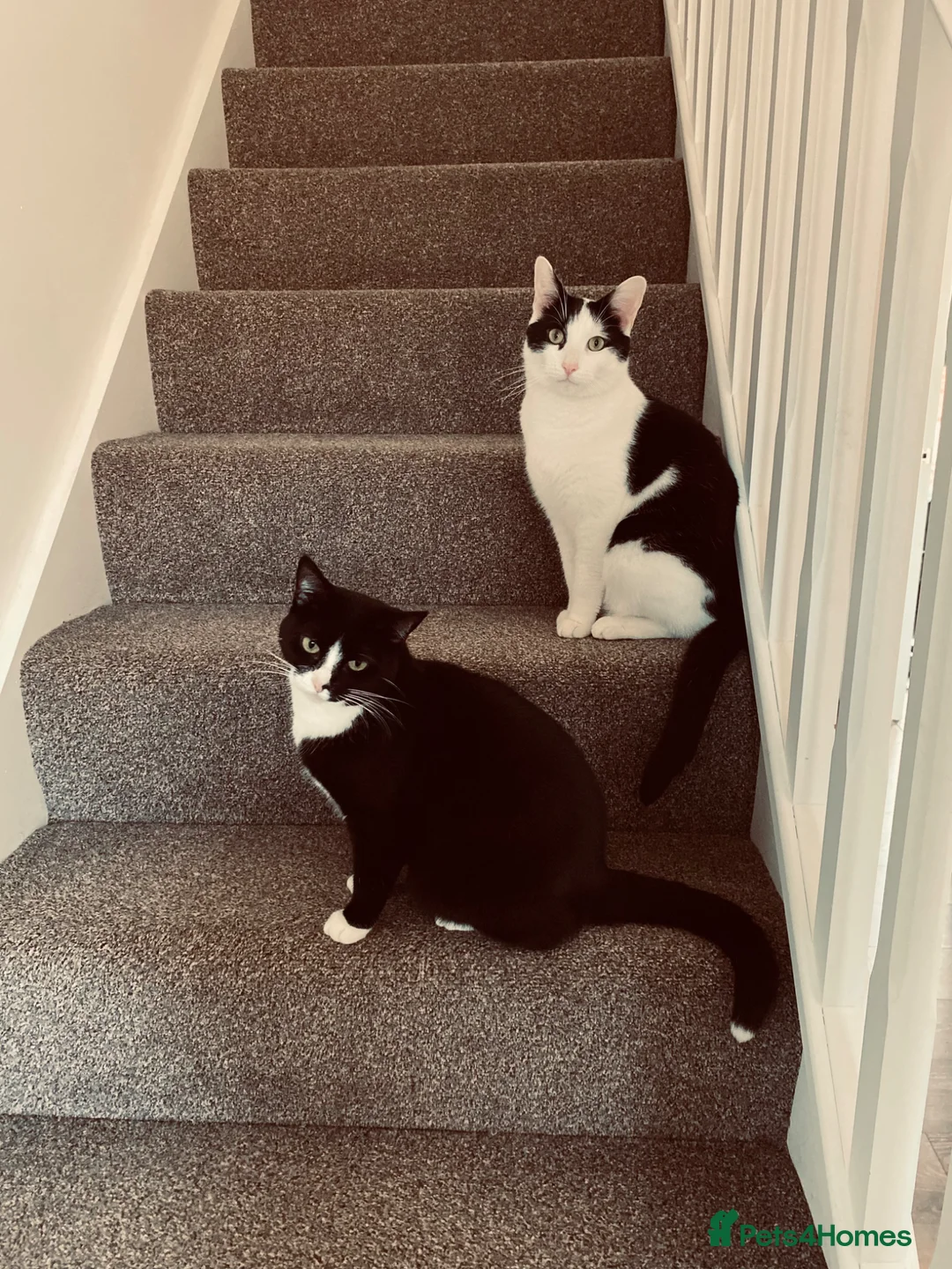 British Shorthair cats for sale: Two Cats For Rehoming - Advert 12