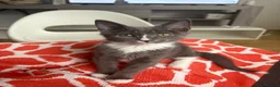 Mixed Breed cats for sale: Grey and white kitten  in London - Advert 4