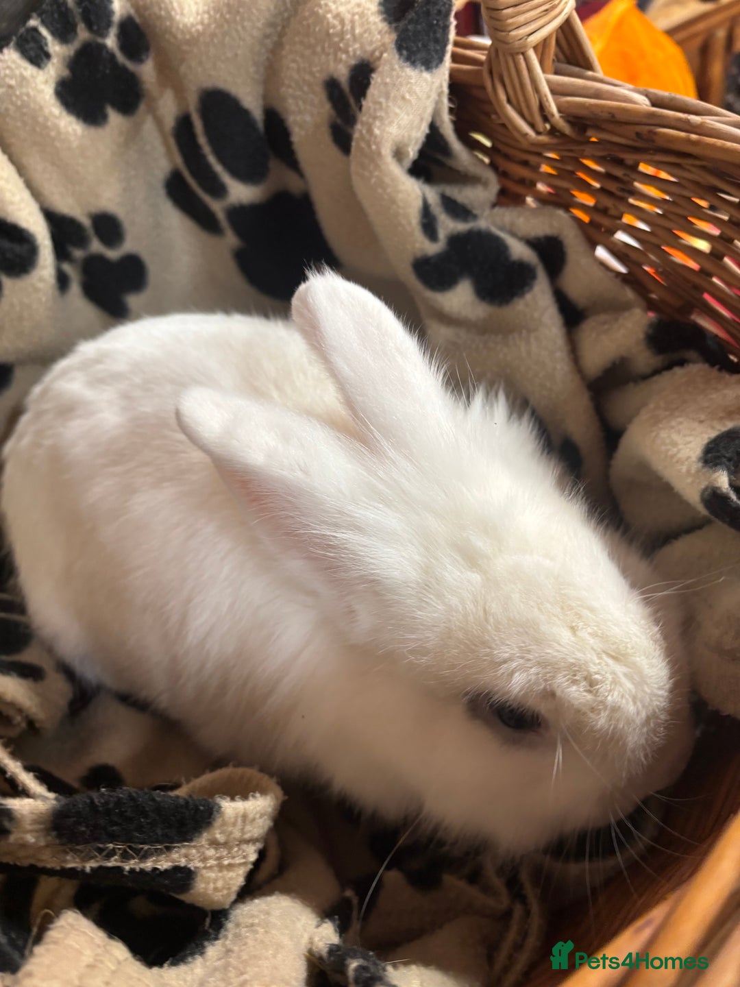 Lionhead rabbits for sale: Lionhead x rabbits for sale  - Advert 11