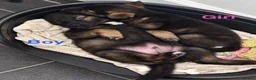 Akita dogs for sale: American Akita puppies - Advert 6