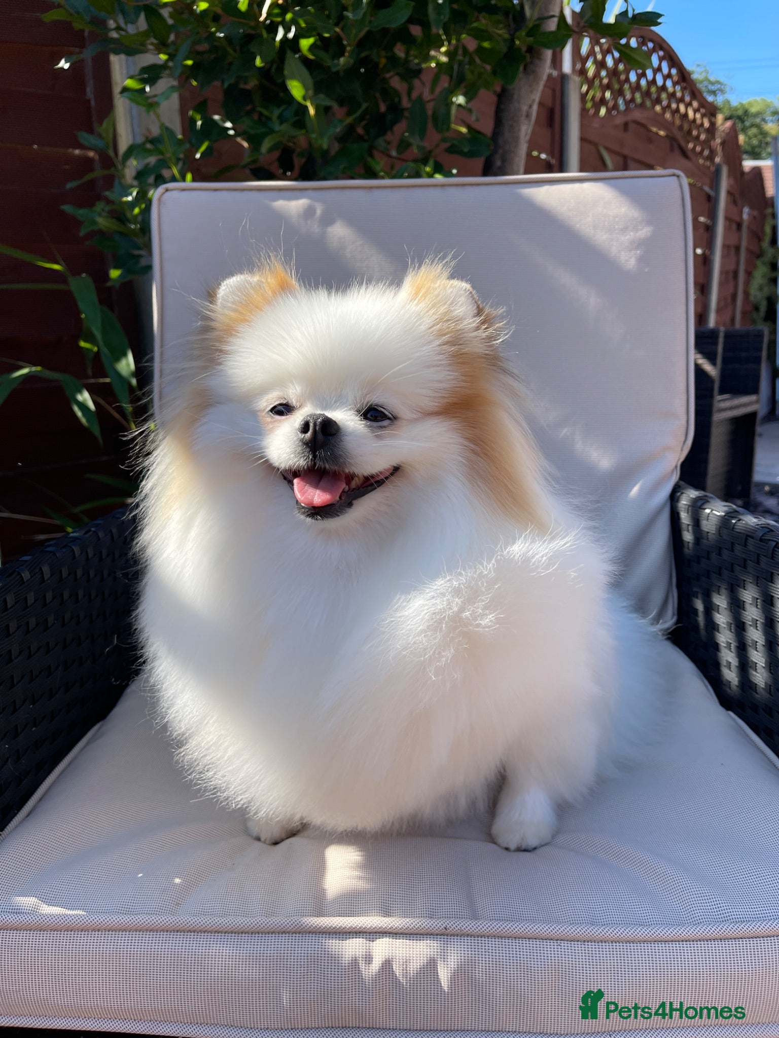 Pomeranian dogs Pomeranian girl looking for a new home🌟  - Advert 10