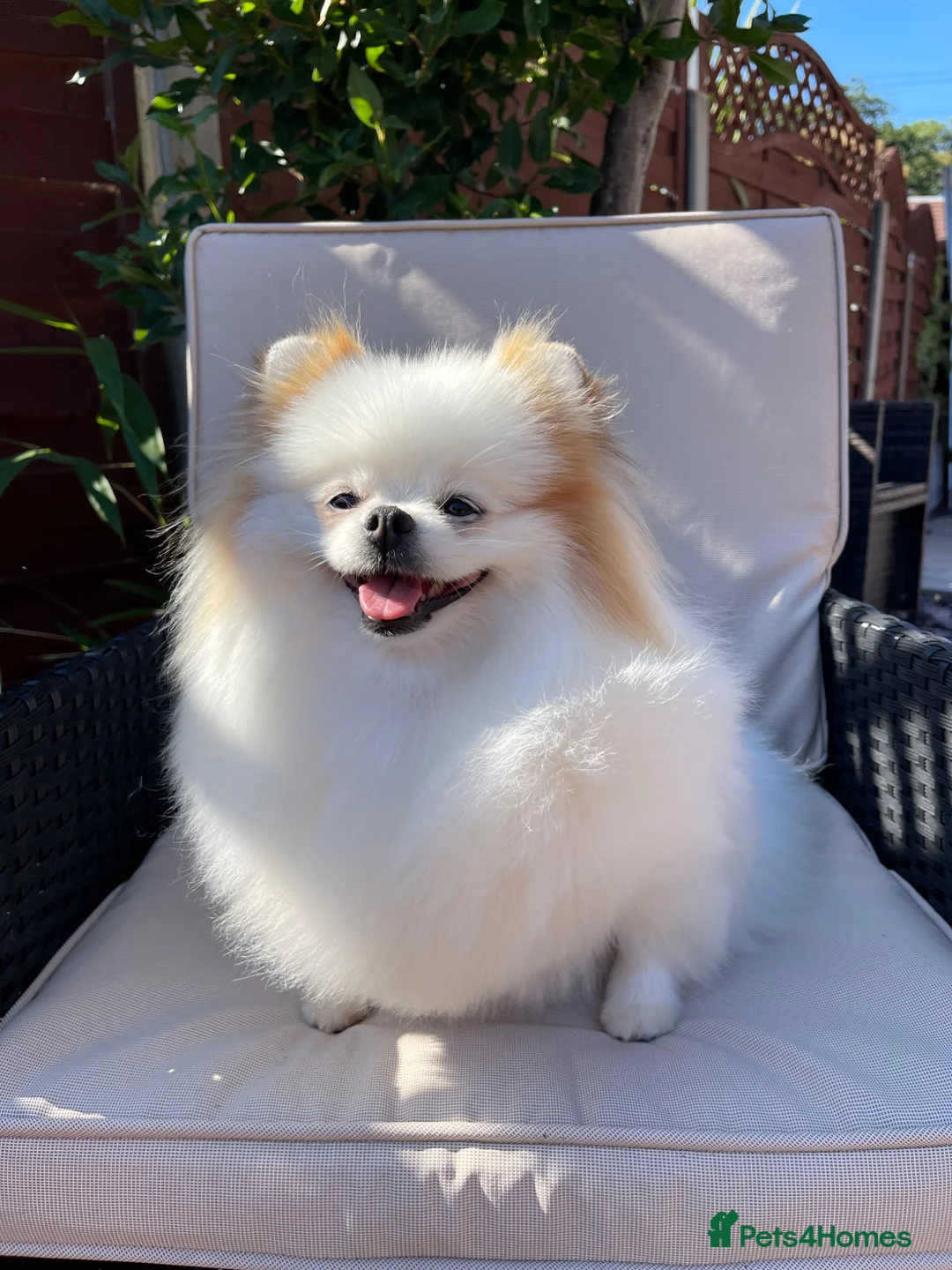 Pomeranian dogs for sale: Pomeranian girl looking for a new home🌟  - Advert 1