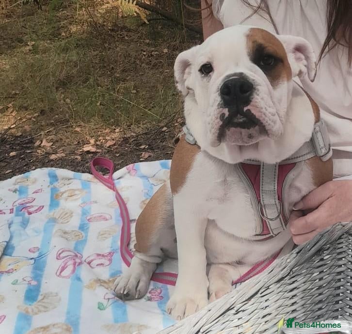 English Bulldog dogs Blossom 🌸 6 month's old beautiful girl  - Advert 2