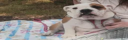 English Bulldog dogs for sale: Blossom 🌸 6 month's old beautiful girl  - Advert 1