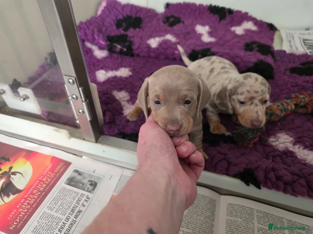 Miniature Dachshund dogs for sale: Arthur and martha - Advert 2