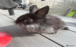 Lionhead rabbits for sale: 1 x male lionhead  - Image 2