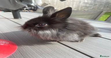 Lionhead rabbits - Advert 10