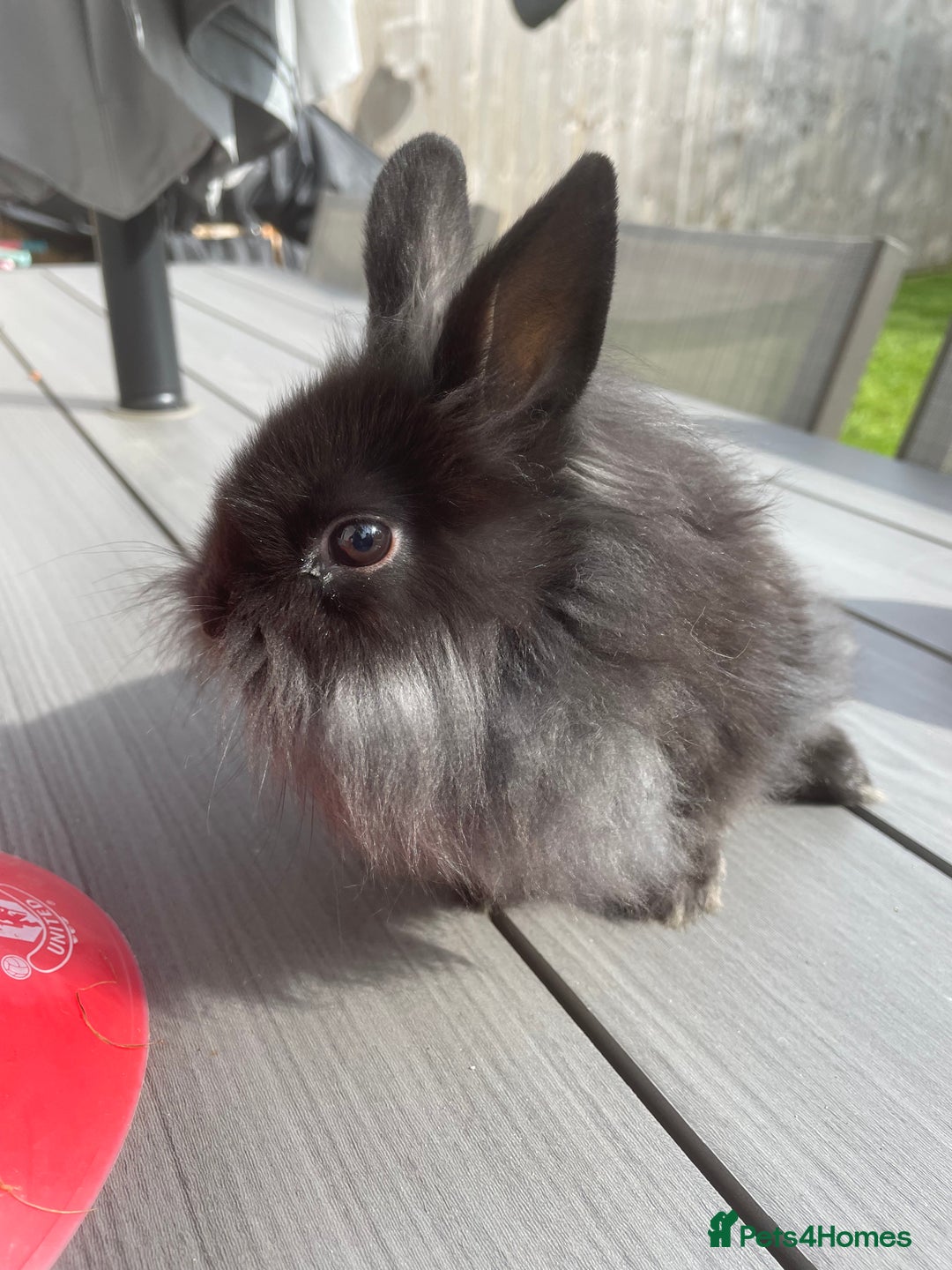 Lionhead rabbits for sale: 1 x male lionhead  - Image 2