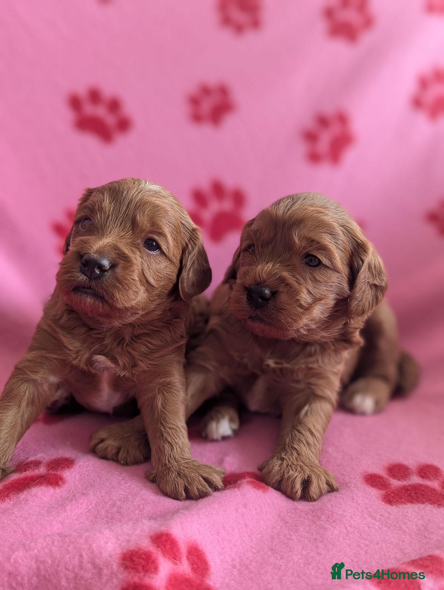 Cavapoo dogs DNA health tested Red Cavapoo boys  - Advert 1