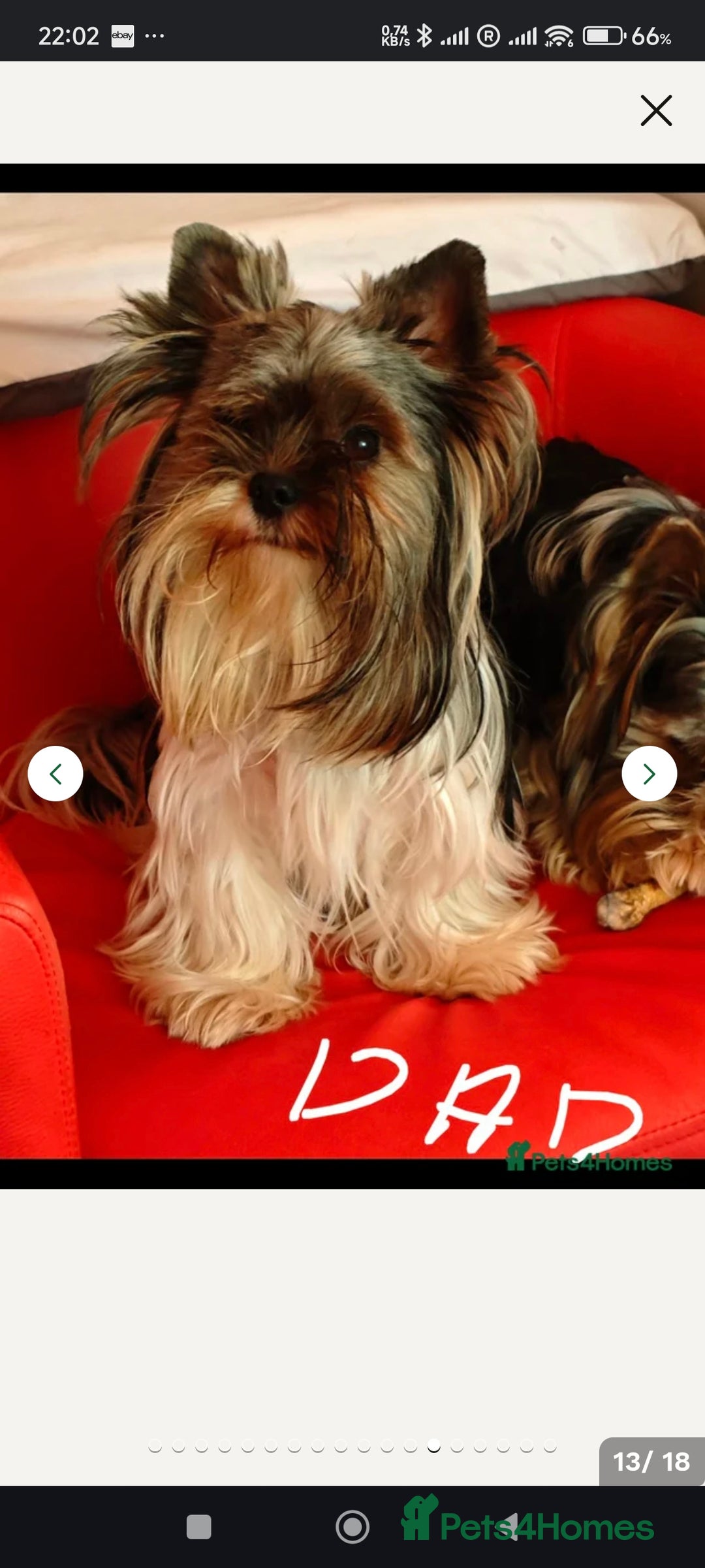 Yorkshire Terrier dogs for sale: wonderful Yorkshire girl - Advert 13