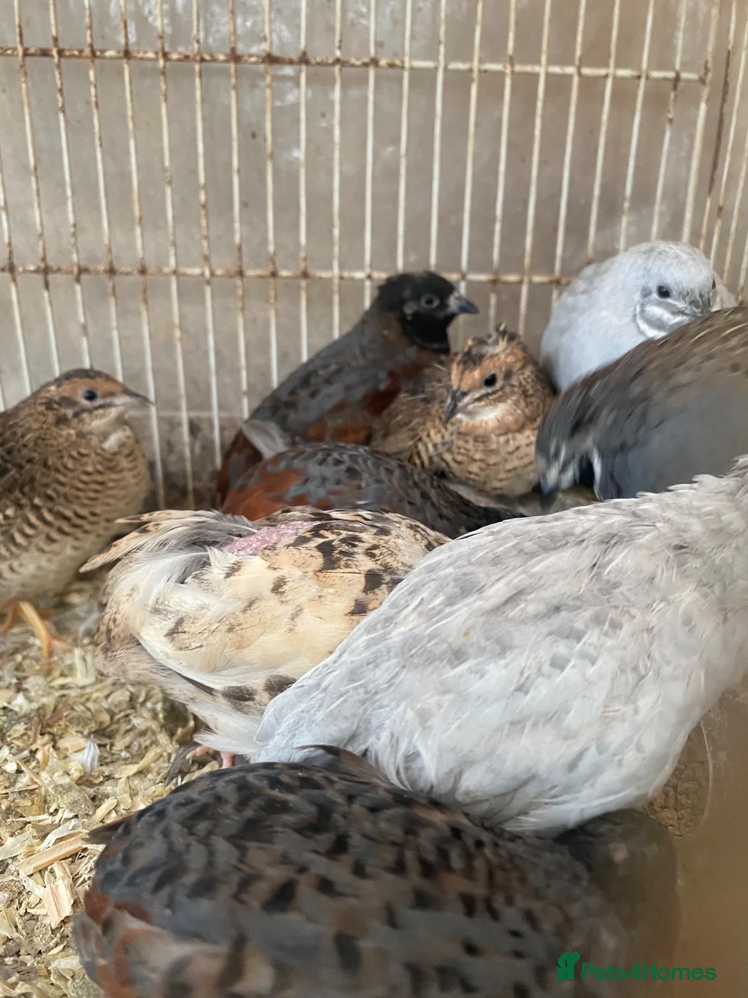 Mixed Breed poultry for sale: Beautiful Quals and Quals and chicken - Advert 1