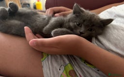 British Shorthair cats for sale: British shorthair  - Image 3