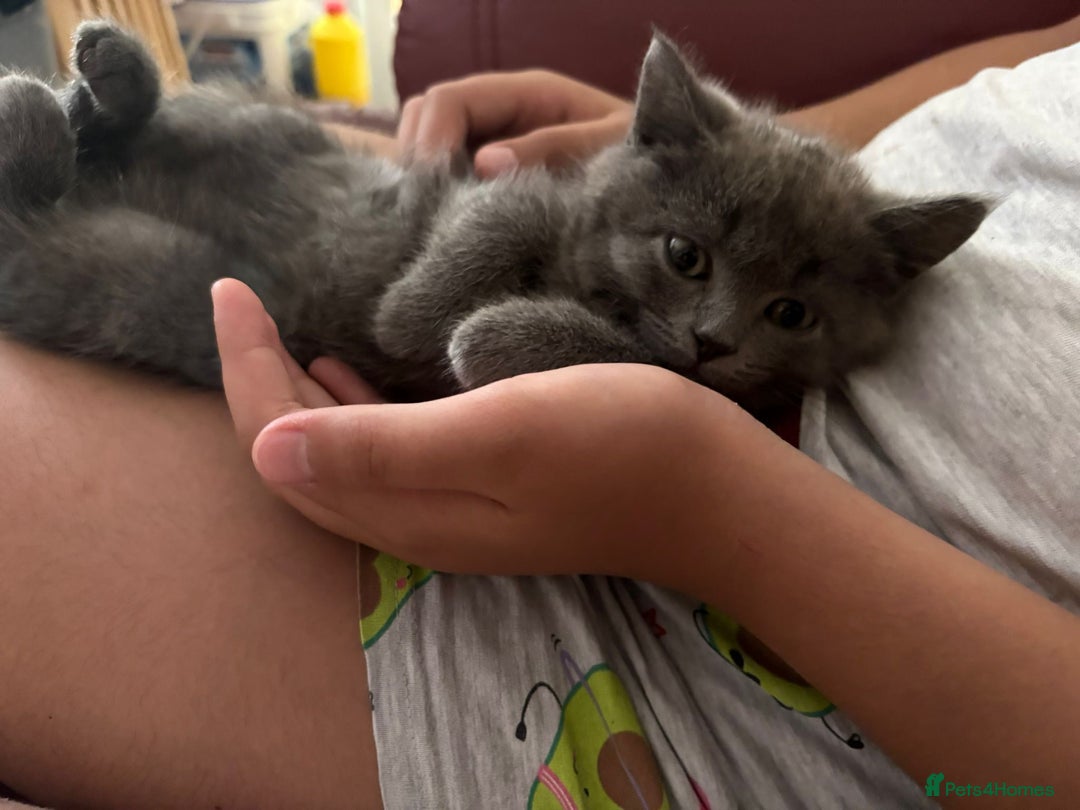British Shorthair cats for sale: British shorthair  - Image 3