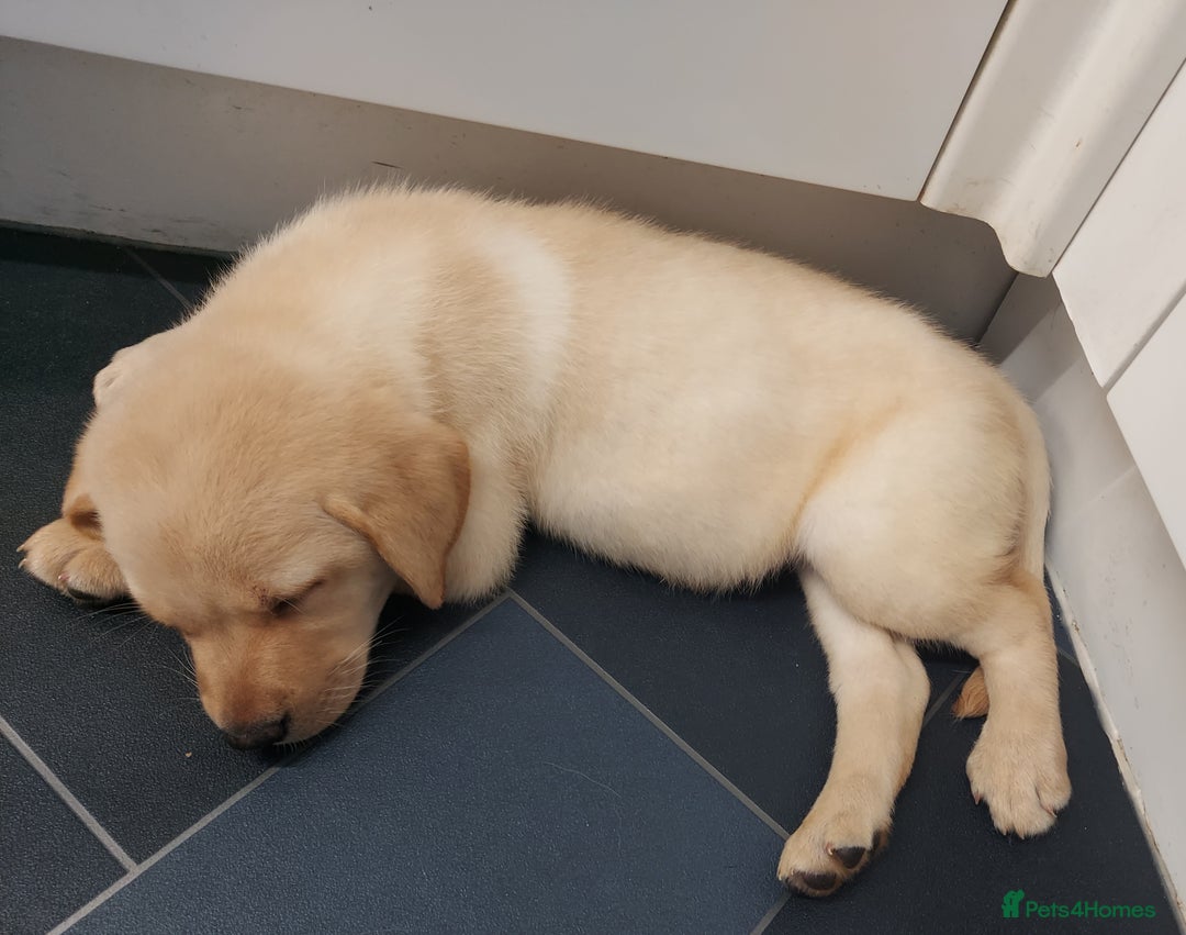 Labrador Retriever dogs for sale: 12 week old golden labrador girl - Image 6