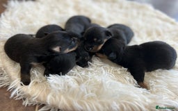Jack Russell dogs for sale: Jack Russell puppies  - Image 4